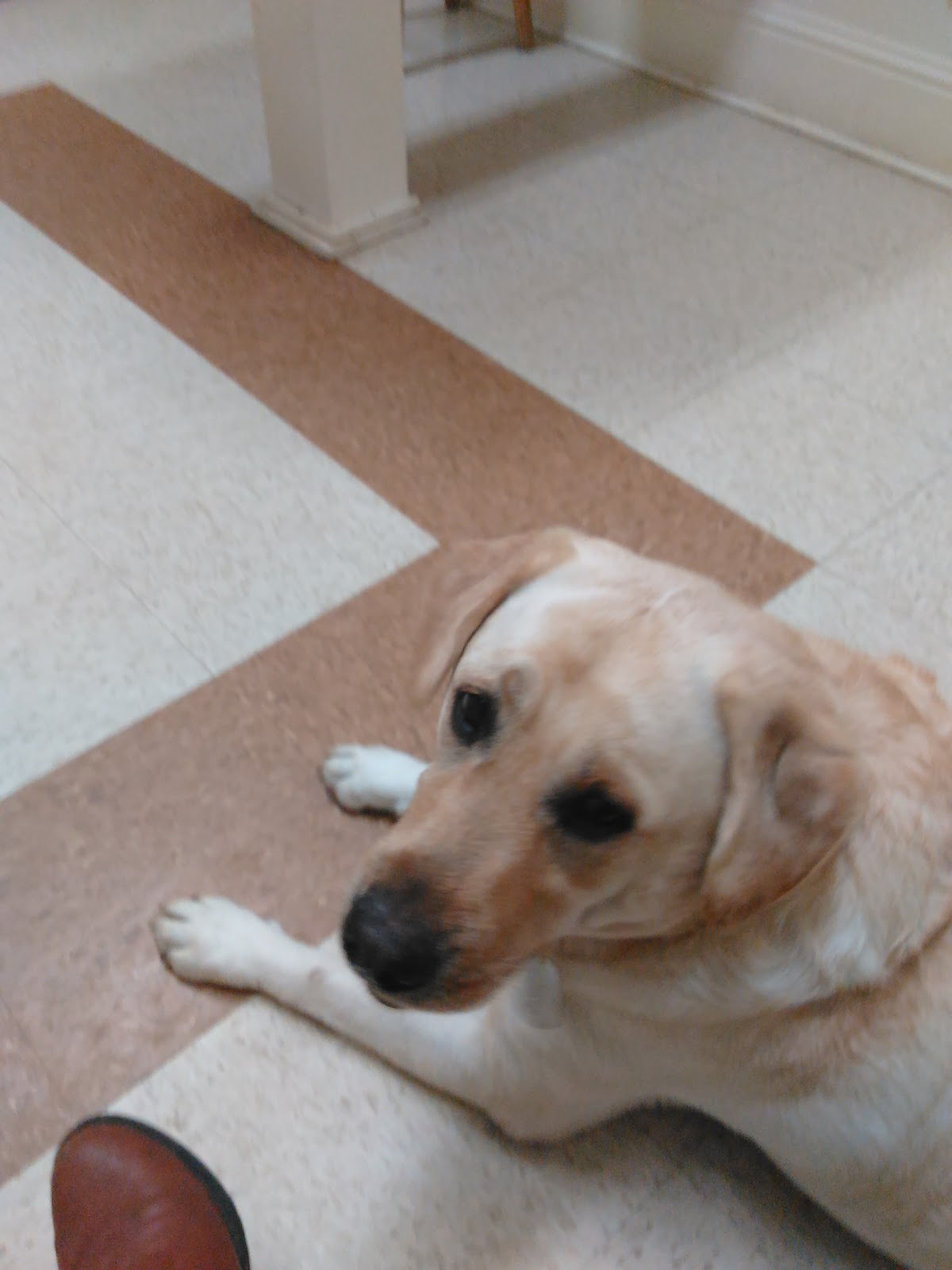 Cairo Animal Hospital - Cairo , United States