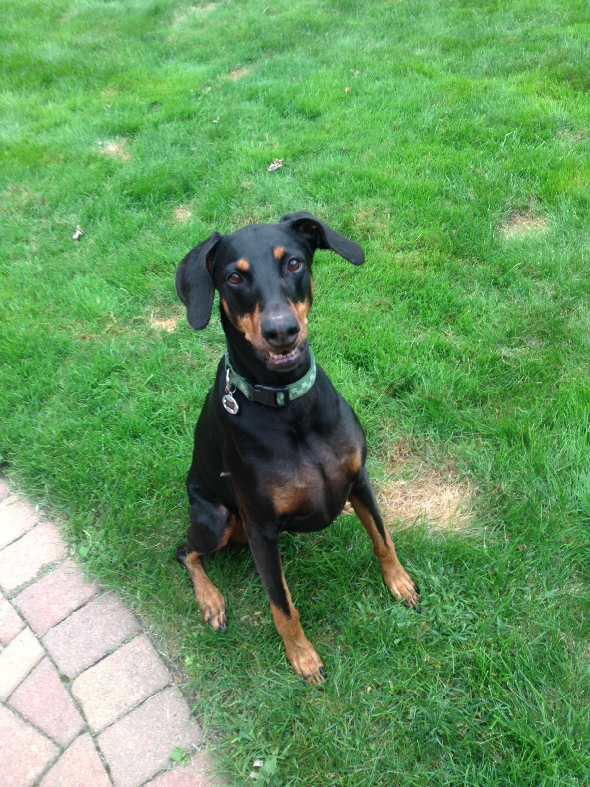 Nokomis Pet Clinic - Minneapolis , United States