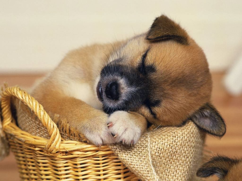 Lakeville Animal Hospital - Lakeville , United States