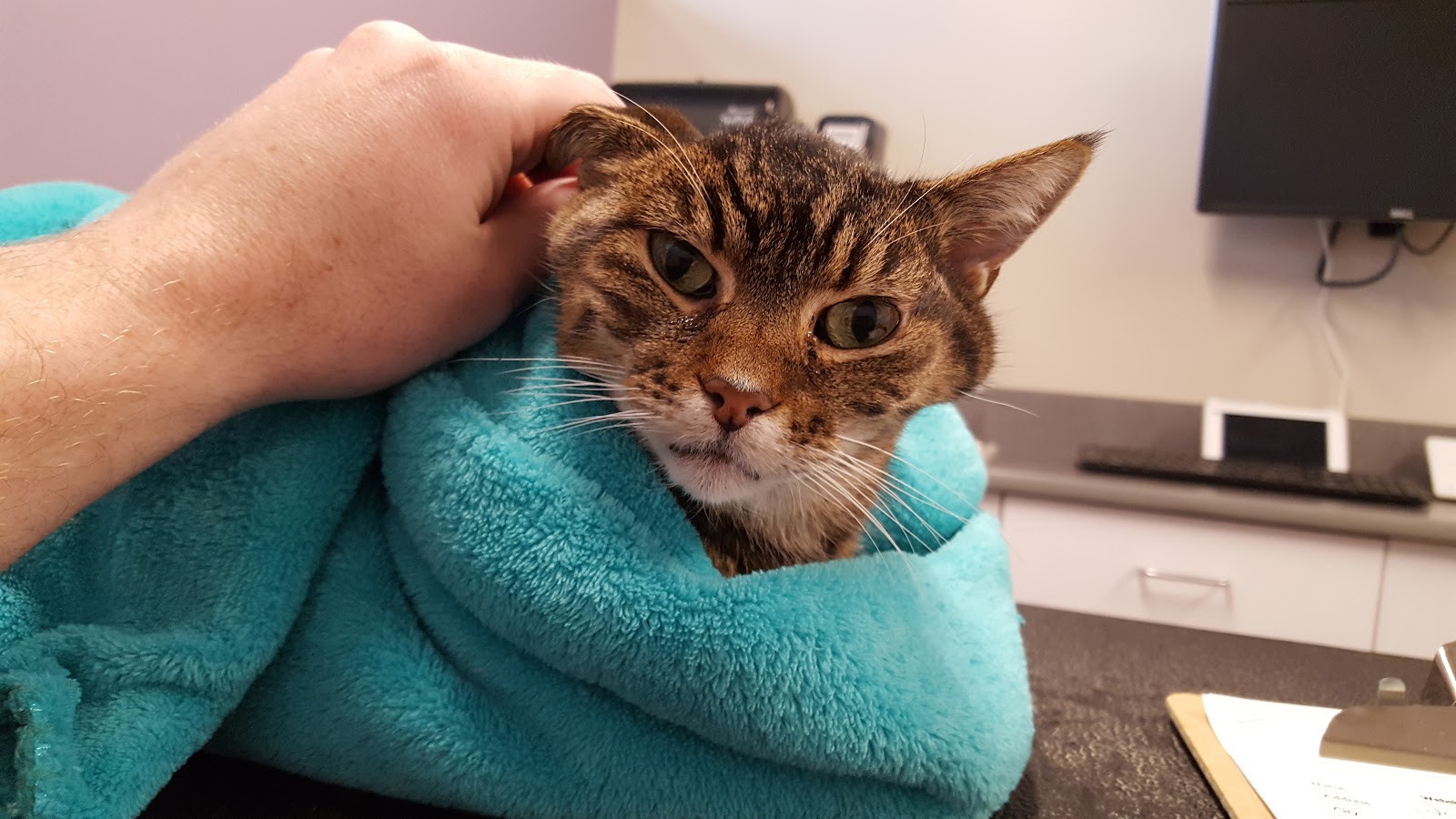 Marlboro Animal Hospital - Marlborough , United States