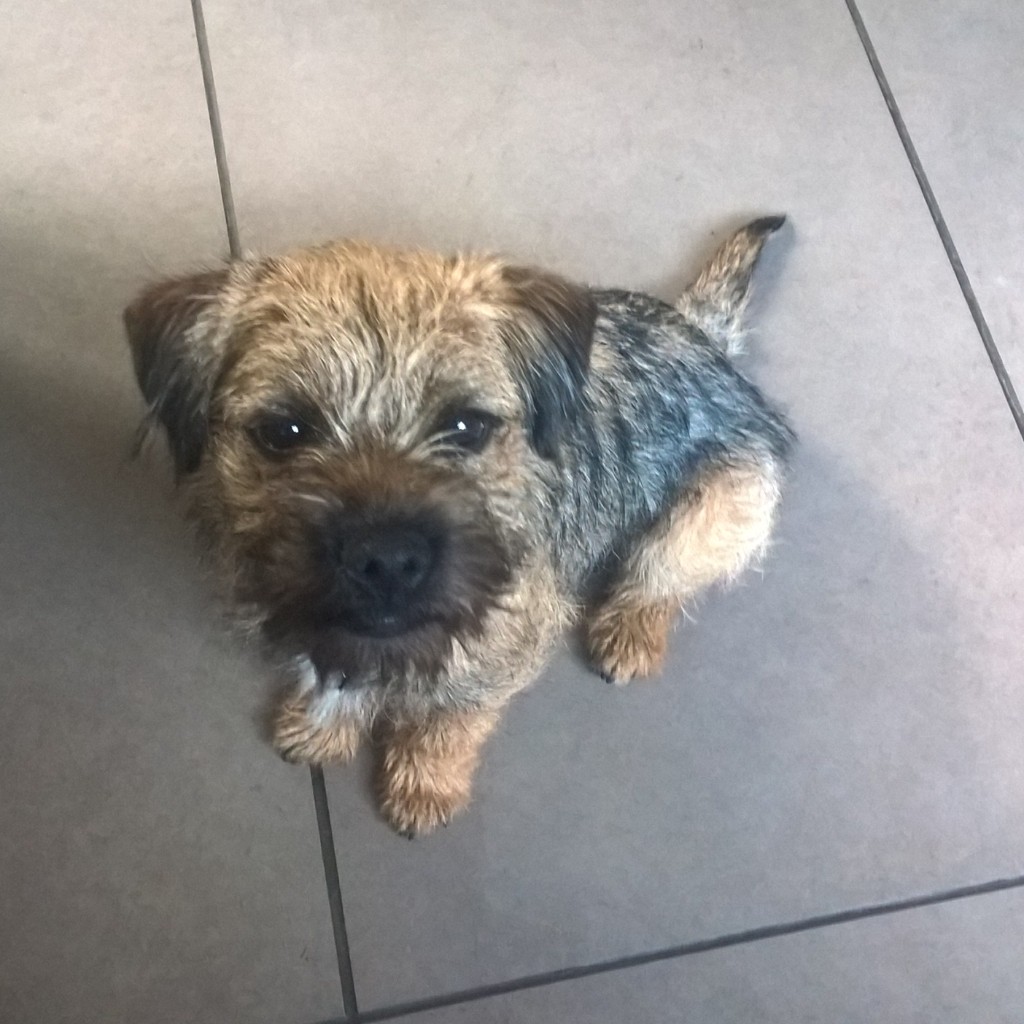 Highfield Veterinary Centre - Sheffield , United Kingdom