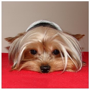 All Creatures Animal Hospital - Stuart , United States