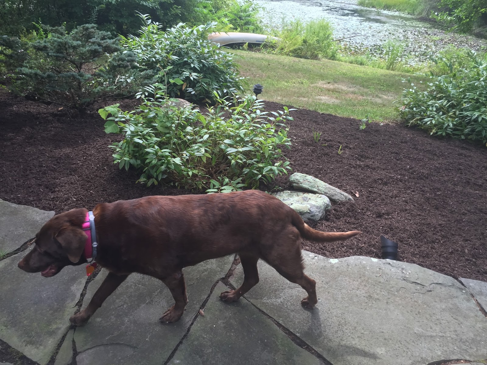 North Stonington Veterinary Pc - North Stonington , United States