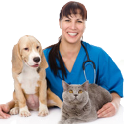 City Animal Hospital - Pataskala , United States