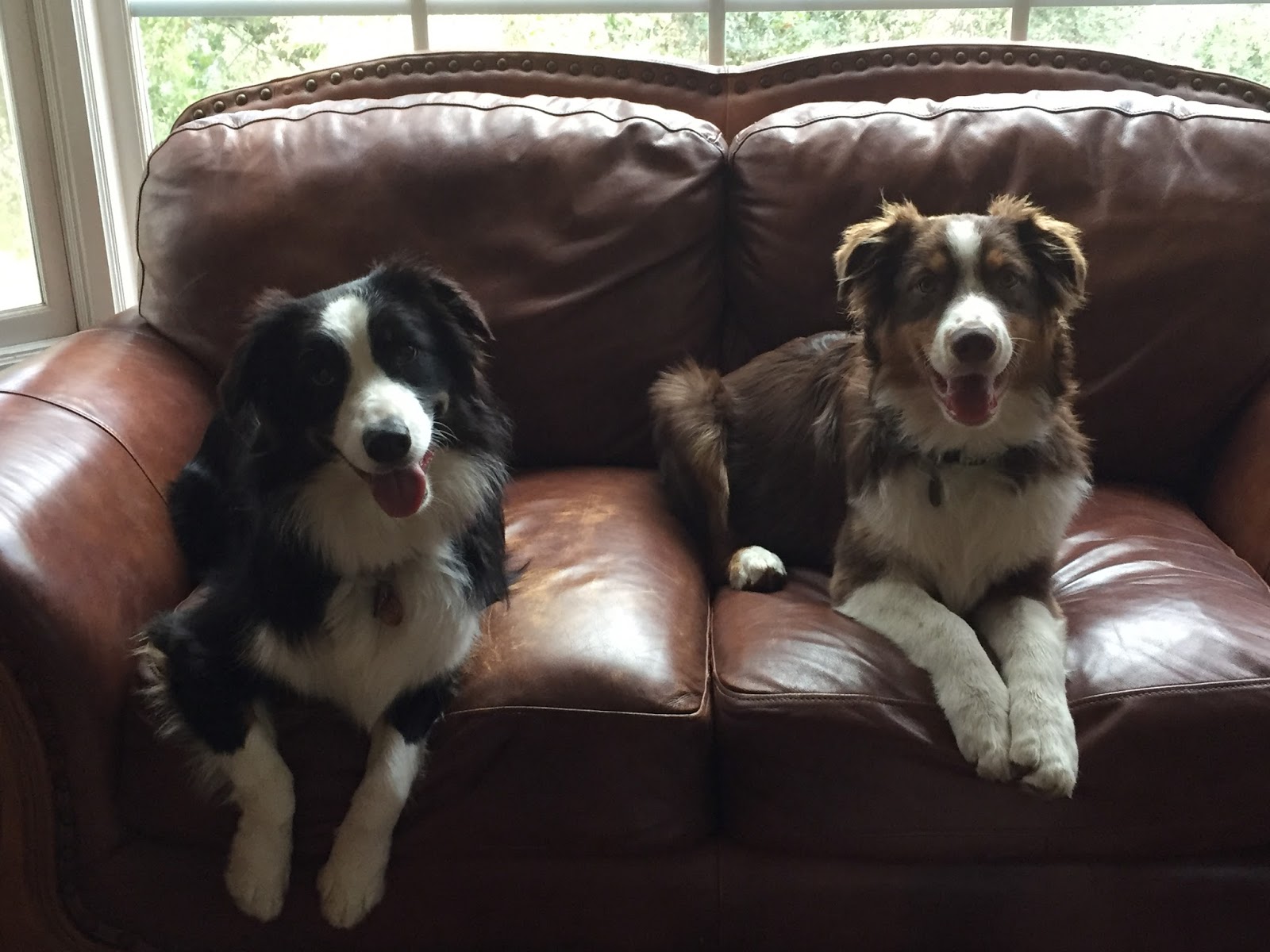 La Cañada Pet Clinic - La Cañada Flintridge , United States