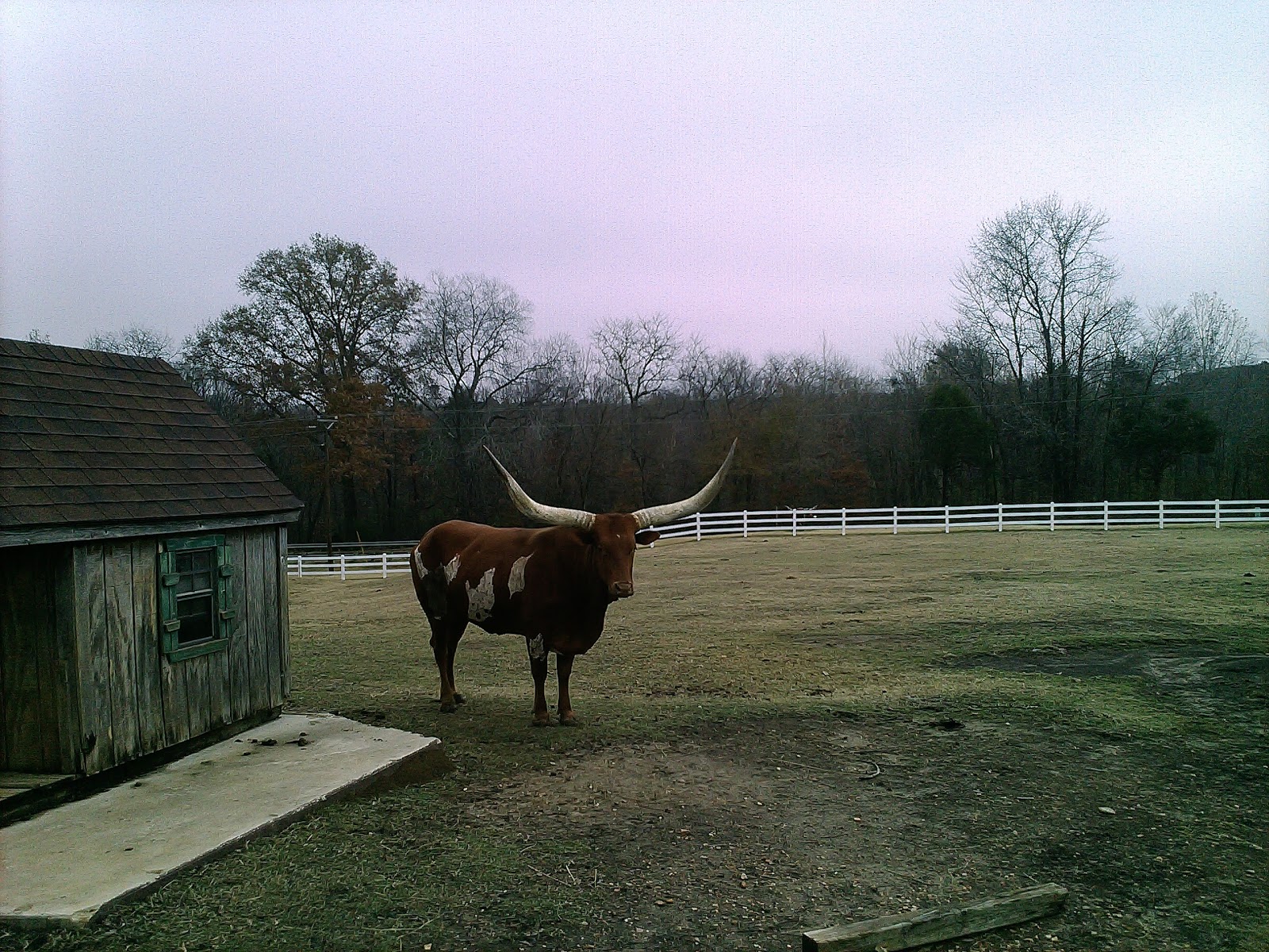Cat And Cow Veterinary Clinic - Olive Branch , United States
