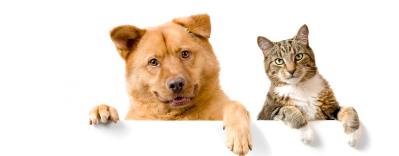 Glebe Veterinary Hospital - Glebe , Australia