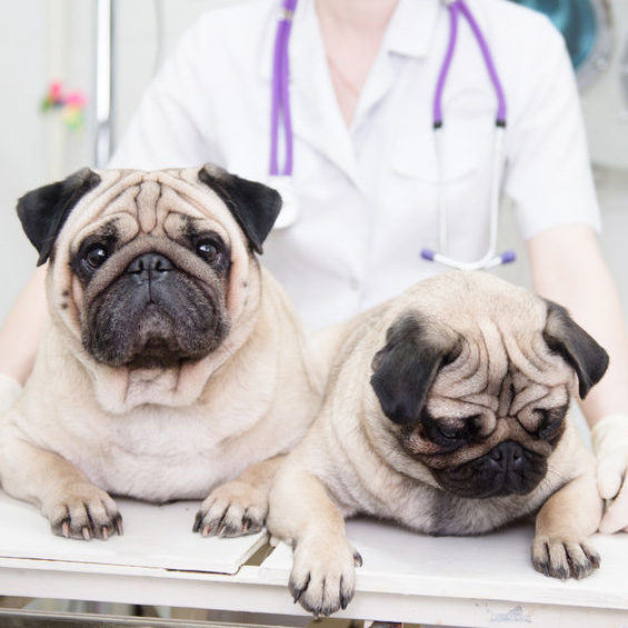 Animed Pet Hospital - Dedham , United States