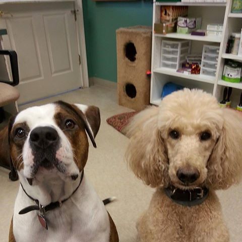 Toano Animal Clinic - Toano , United States