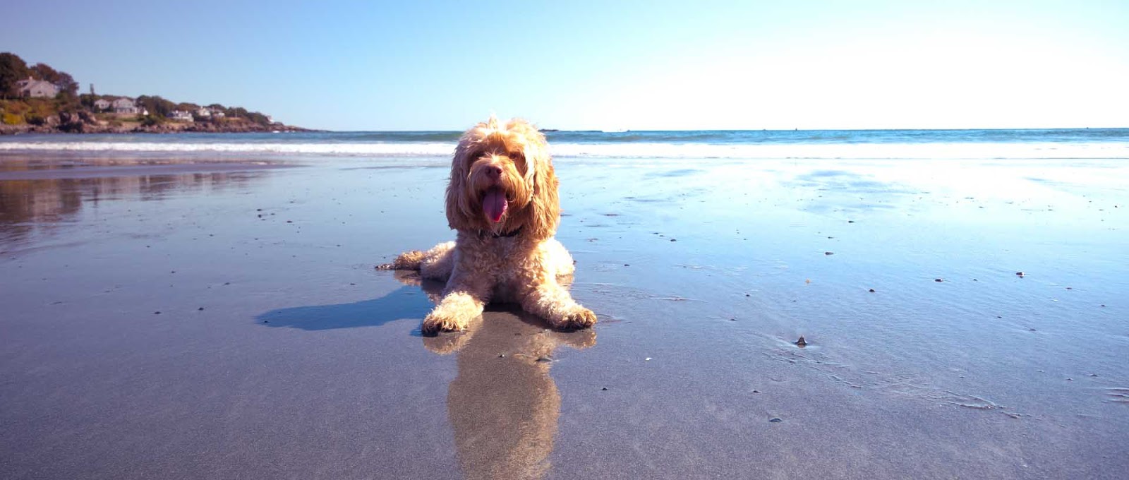 Torquay Animal House Vets Pty - Torquay , Australia