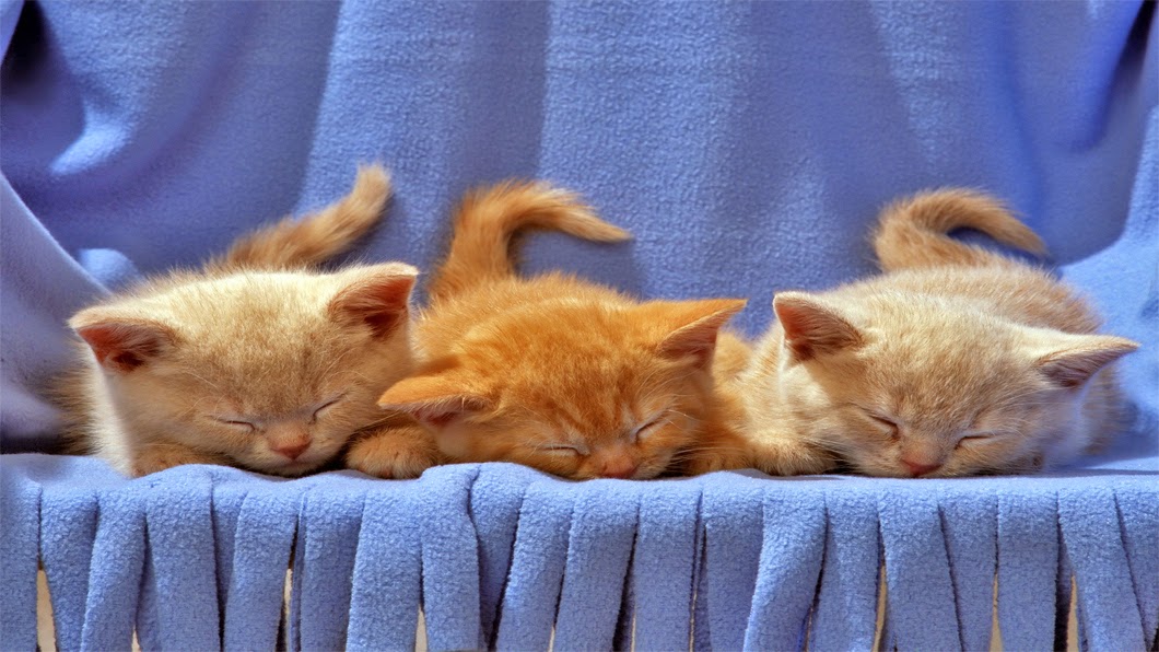 Cat Care Hospital - Greensboro , United States