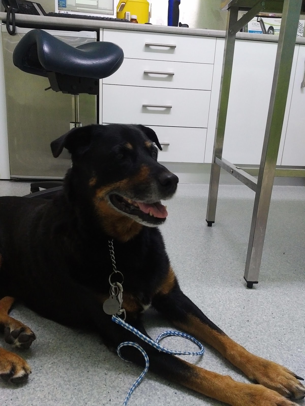 Bent Street Veterinary Surgery - Gympie , Australia