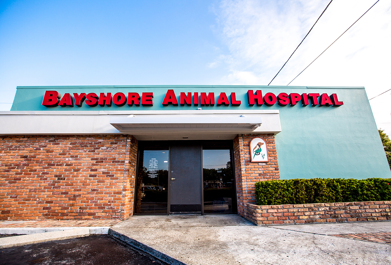 Bayshore Animal Hospital And Avian Practice - St. Petersburg , United States