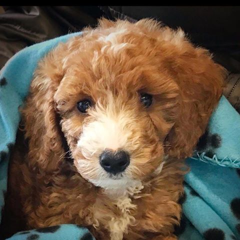 Medivet Rayleigh Downes Veterinary Surgeons - Rayleigh , United Kingdom