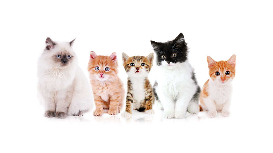 Bluegrass Animal Care Center - Brandenburg , United States