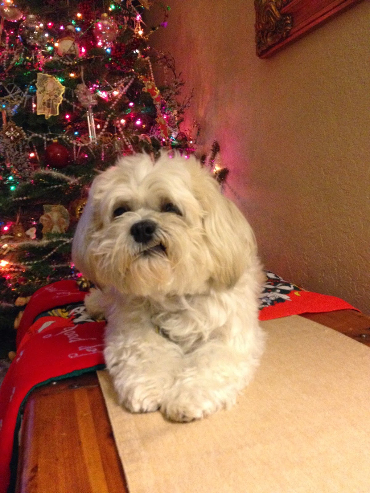 Old Towne Animal Hospital - Fair Oaks , United States