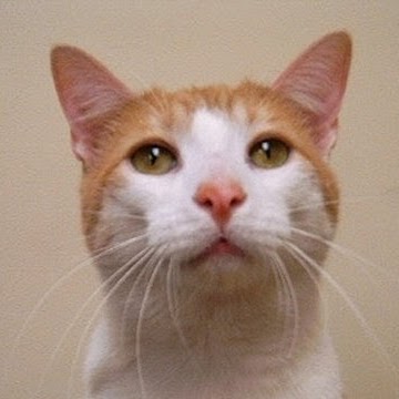 Murfreesboro Animal Clinic - Murfreesboro , United States