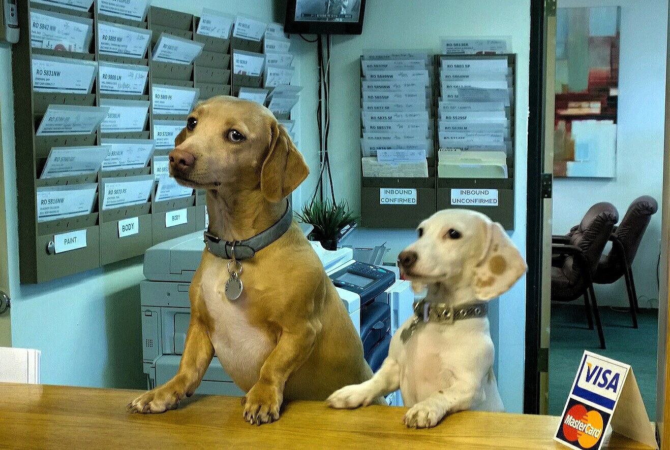 Pittsburgh Spay And Vaccination Clinic - Verona , United States