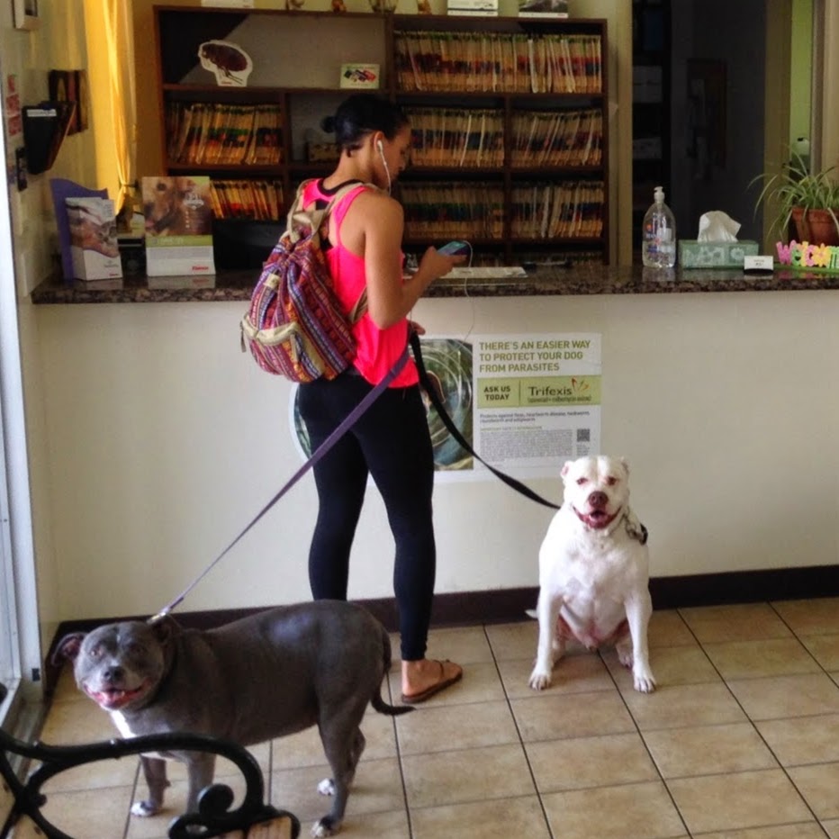 Jets Pet Hospital - Fullerton , United States