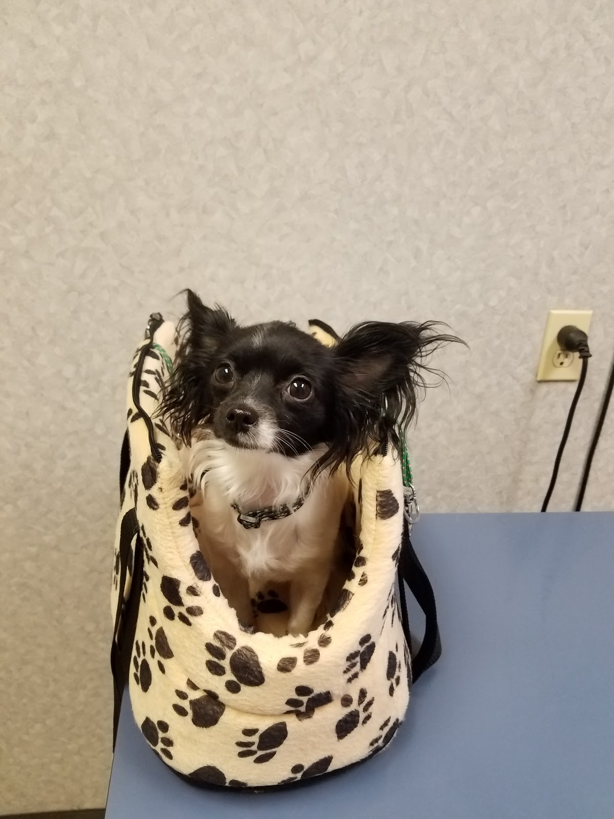 Country Brook Animal Hospital - Garland , United States