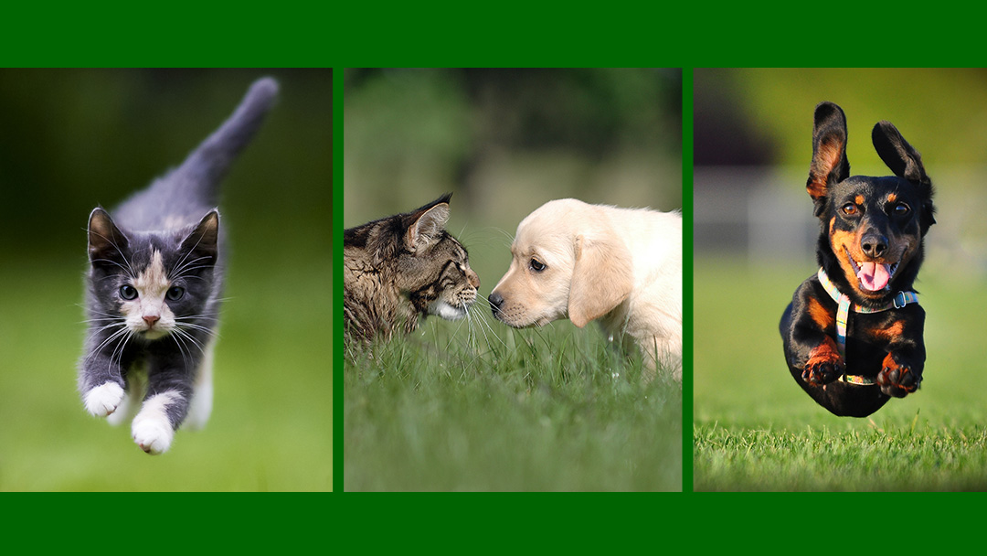 Vca Bent Tree Animal Hospital - Dallas , United States