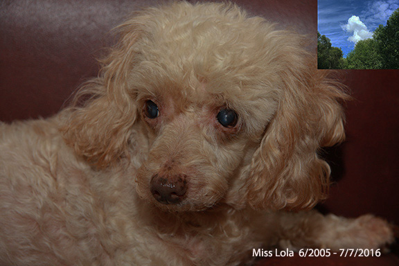 Vca Lacey Animal Hospital - Lacey , United States