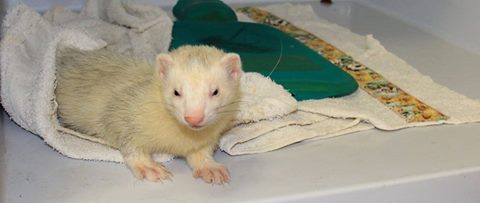 Taree Veterinary Hospital - Taree , Australia