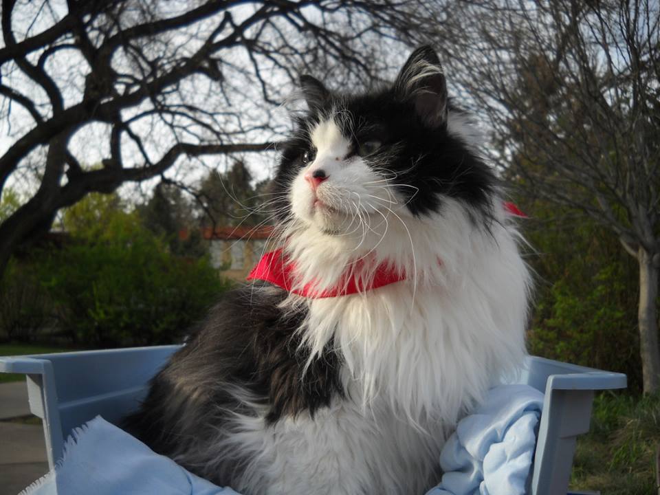 City Park Animal Clinic - Fort Collins , United States