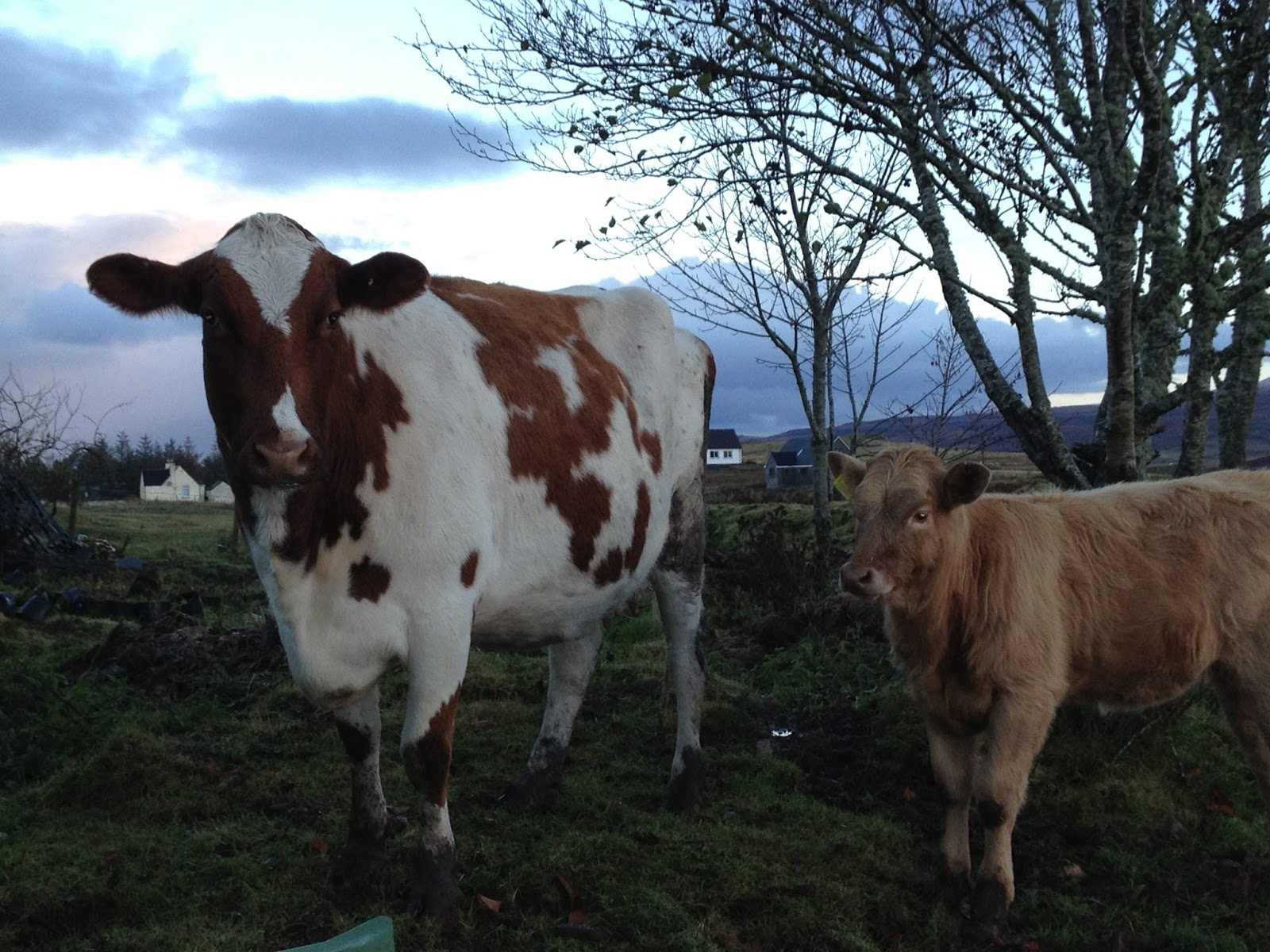 Oconnor Pierce Veterinary Surgeons - Portree , United Kingdom