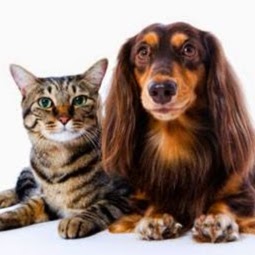 Westgate Animal Hospital Maple Ridge - Maple Ridge , Canada