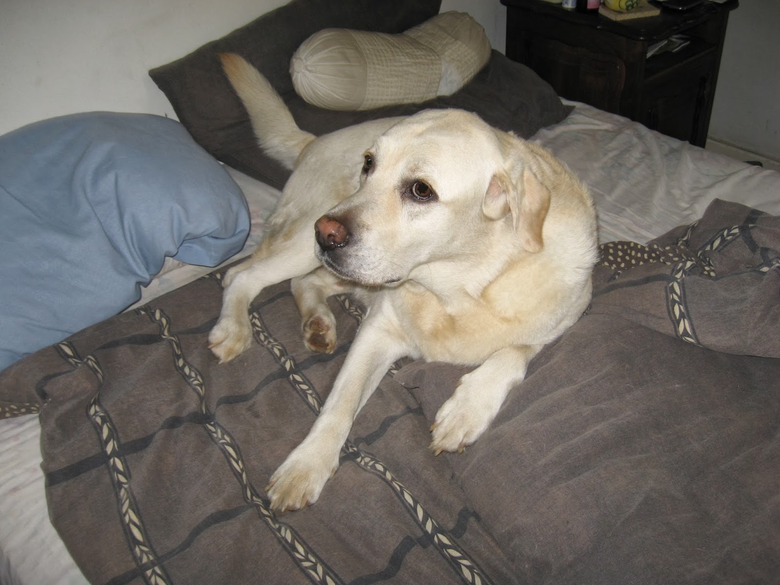 Blue Bush Animal Clinic - Randburg , South Africa