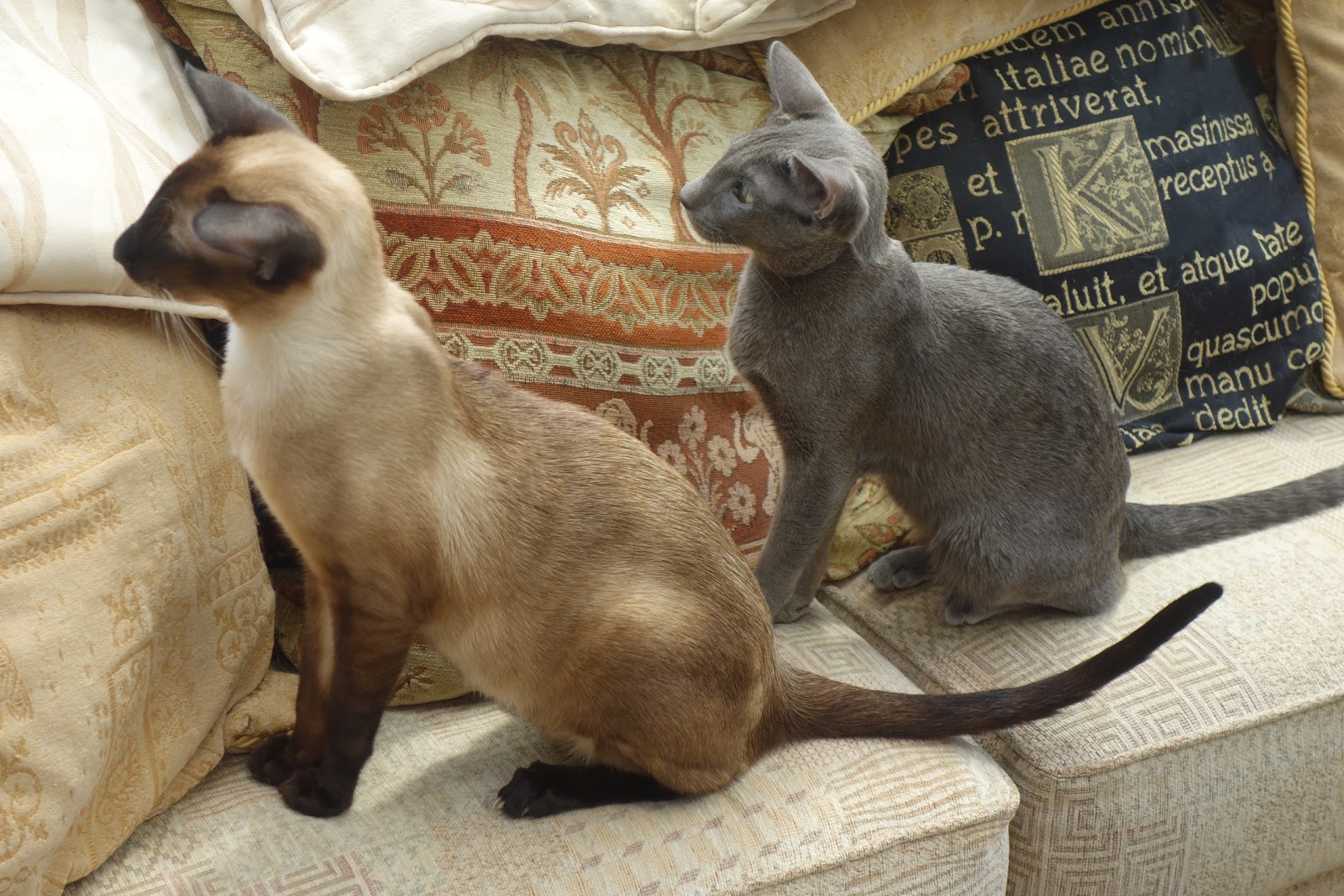 Vets4Pets Wrexham Plas Coch - Wrexham , United Kingdom