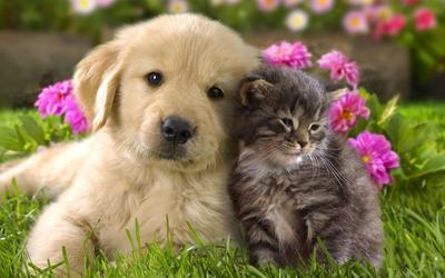 All About Animals - Seffner , United States