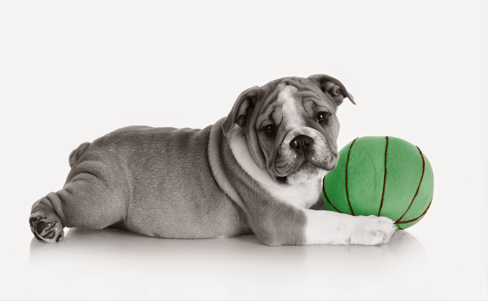 Woodland Animal Hospital - Carmel , United States