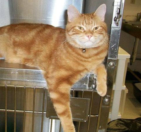 Chicago Drive Veterinary Clinic - Jenison , United States