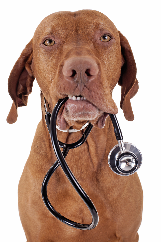 Beaver Dam Veterinary Clinic - Beaver Dam , United States