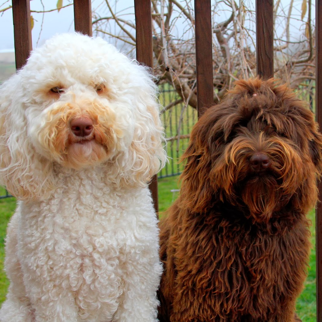 4 Paws Animal Clinic - Washington , United States