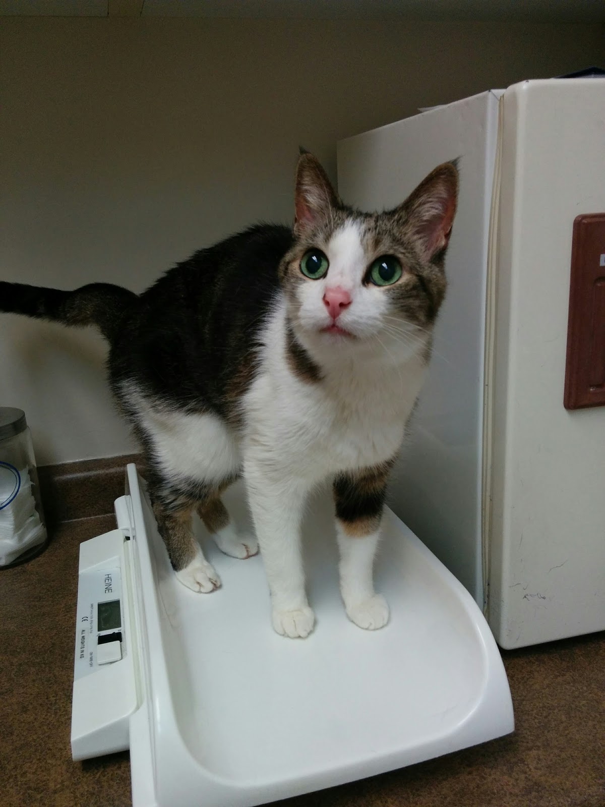 Exclusively Cats Veterinary Hospital - Winnipeg , Canada