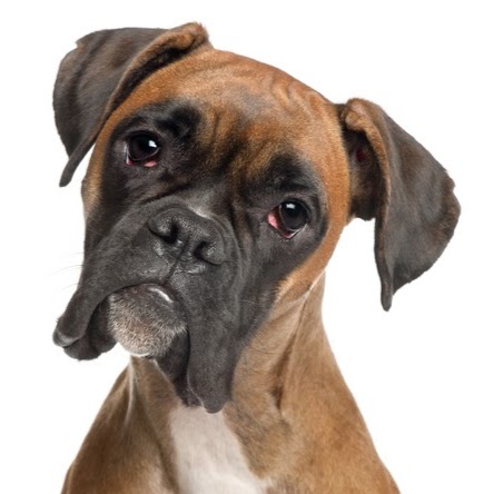 Swedesboro Animal Hospital - Swedesboro , United States