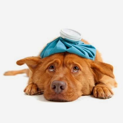 Carriage Animal Hospital - Lombard , United States