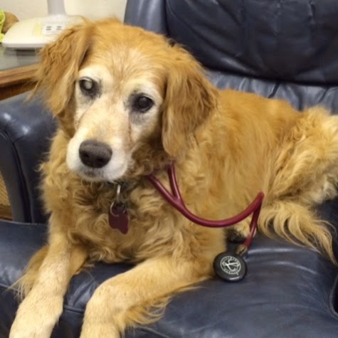 Adobe Animal Hospital Of Soquel - Santa Cruz , United States