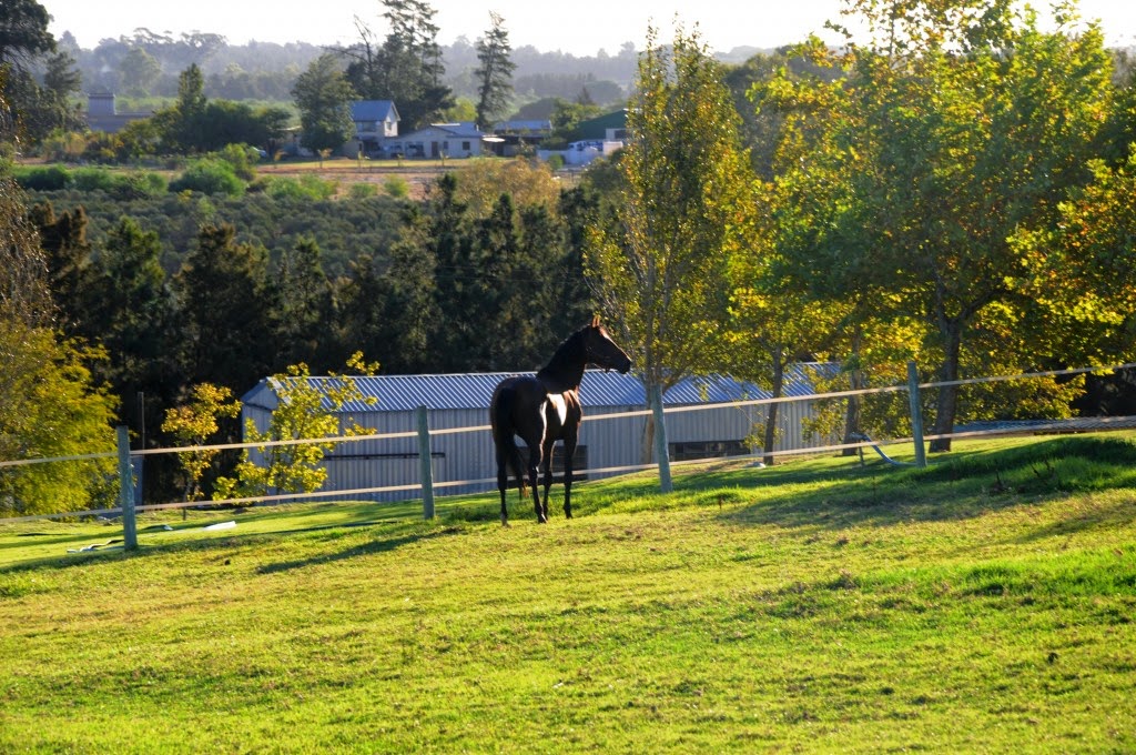 Cape Animal Fertility Clinic - Kraaifontein , South Africa