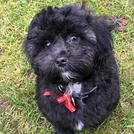 The Dam Veterinary Centre Selby - Selby , United Kingdom