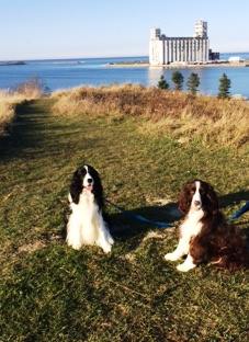 Collingwood Veterinary Services - Collingwood , Canada