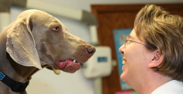 North Boulder Companion Animal Hospital - Boulder , United States