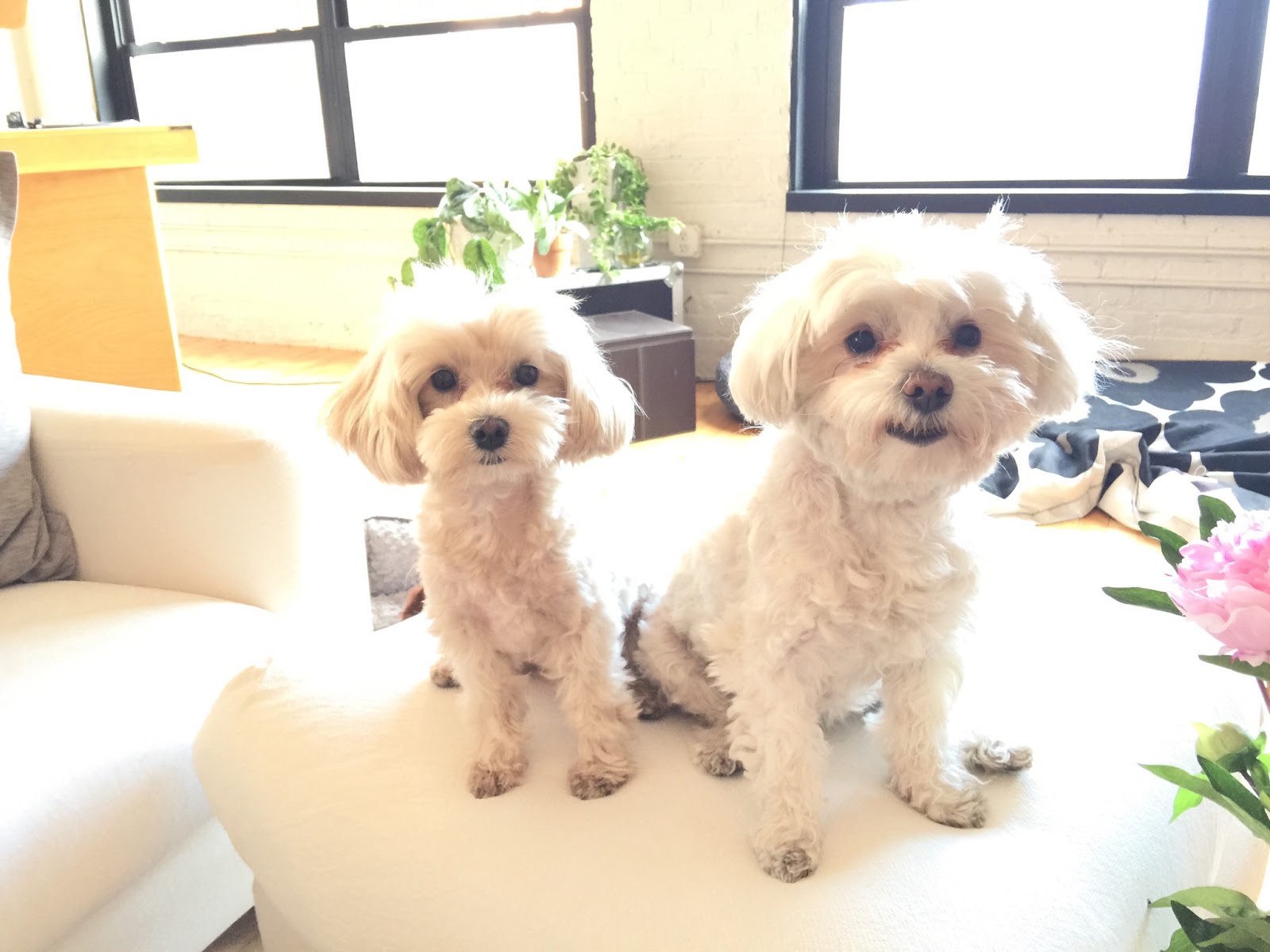 Back Bay Veterinary Clinic - Boston , United States