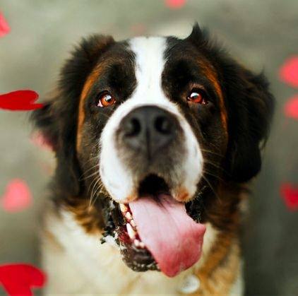 Interstate Animal Clinic - North Little Rock , United States