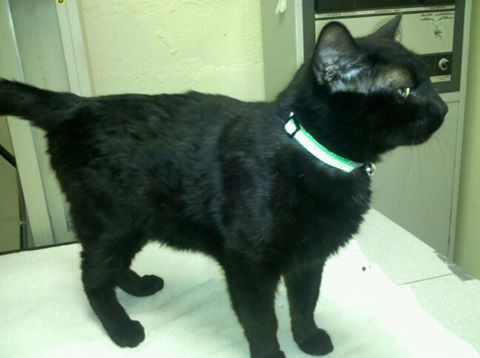 Clintonville Animal Hospital - Columbus , United States