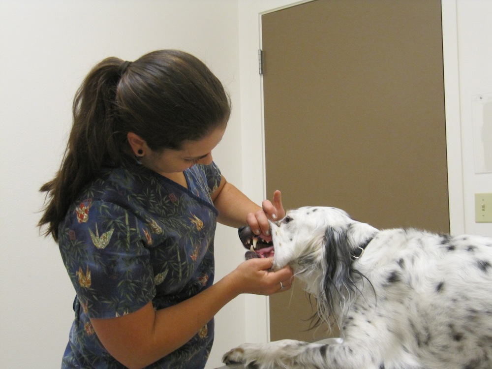Lake Meridian Animal Hospital - Kent , United States