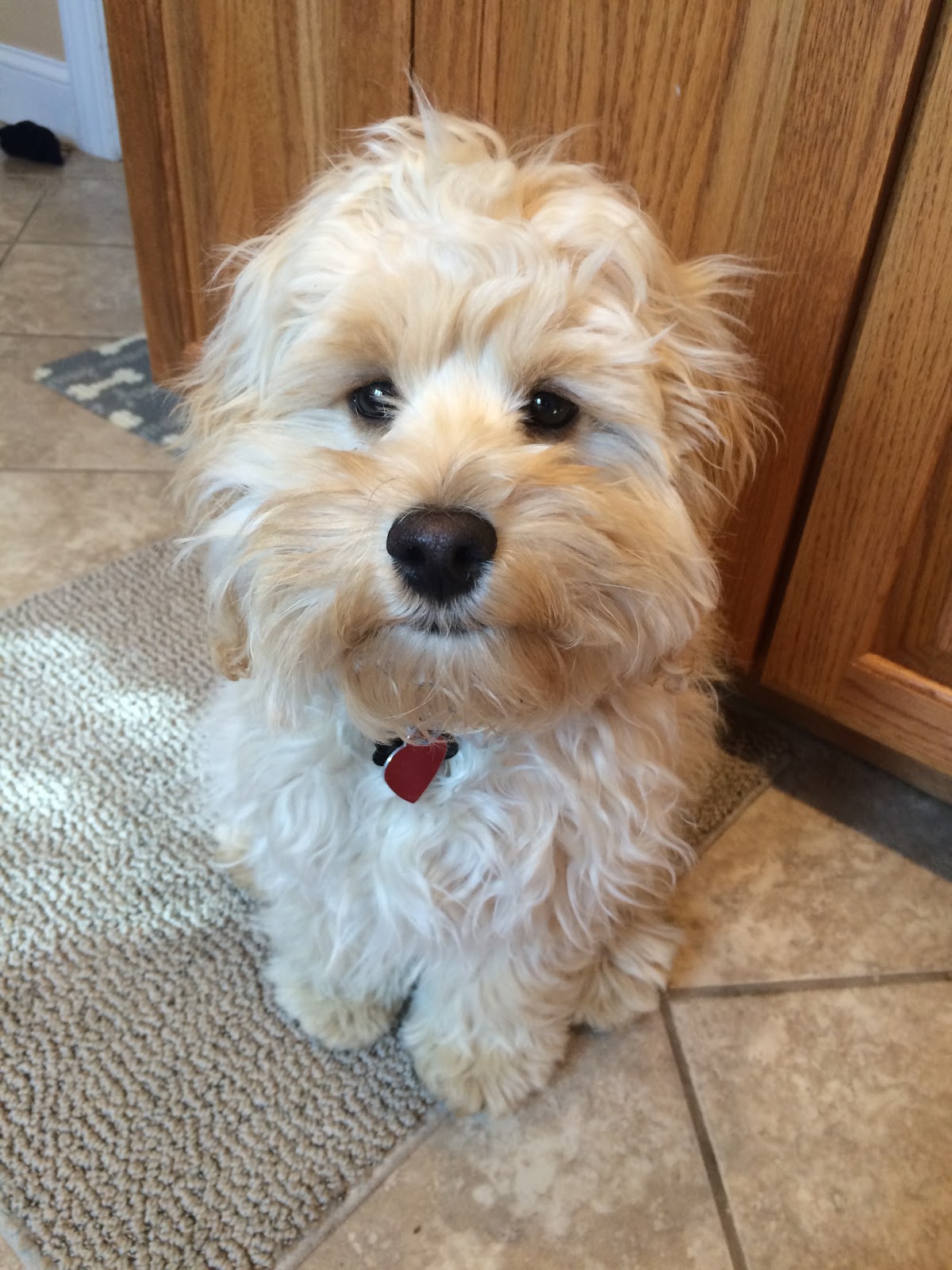 Family Friends Veterinary Hospital - Acton , United States